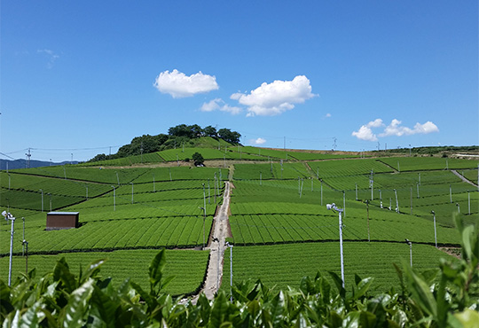 福岡県八女市